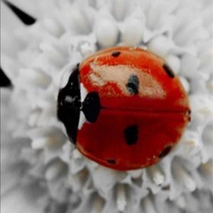 Meet your Posher, Carlotta